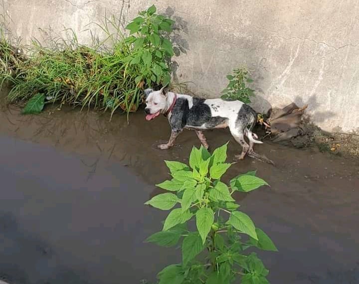 animales, Lluvias, proteger