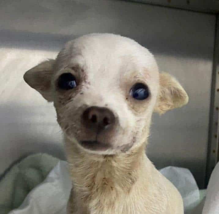 maltrato animal, Perrito, Valiente