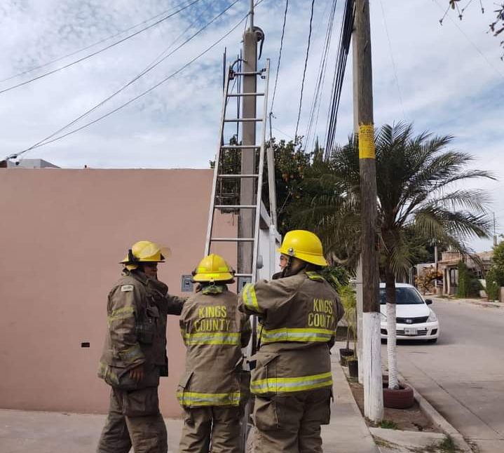 gatos, Los Mochis, Sinaloa