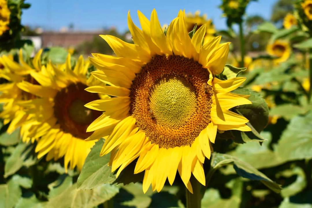 Girasoles, Mocorito, Sinaloa