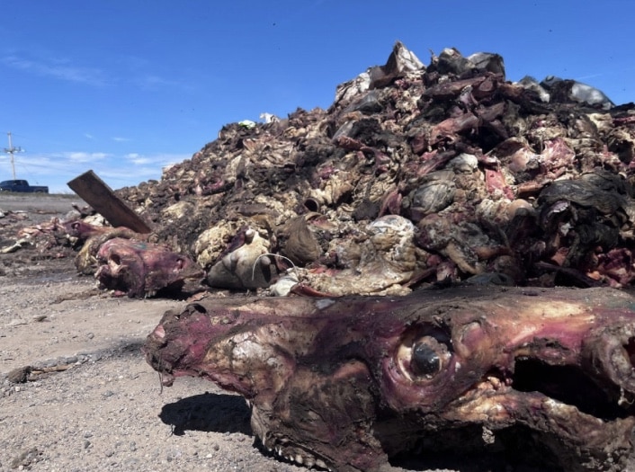 ahome, El Desengaño, SEDENA