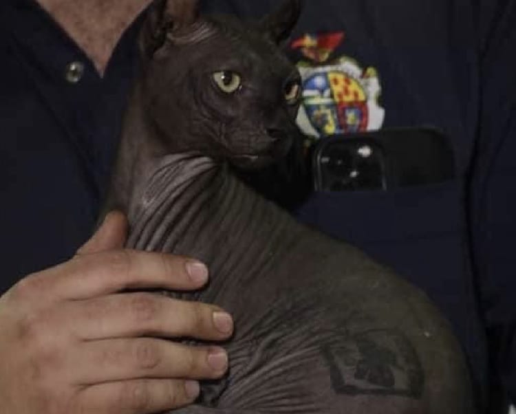 CERESO Chihuahua, Gato Egipcio, Los Mexicles