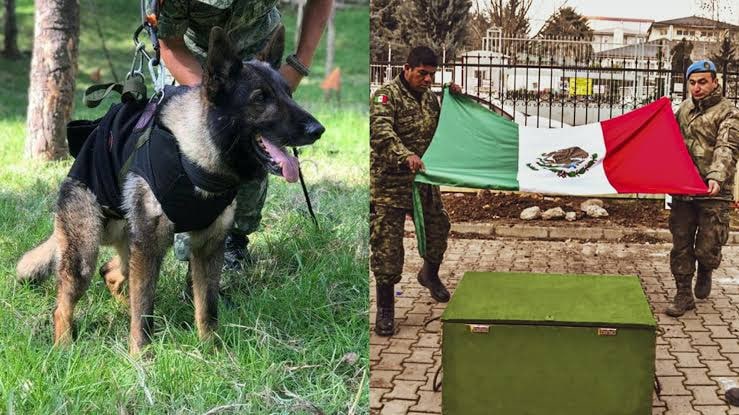 binomios, Cruz Roja, perro rescatista, SEDENA