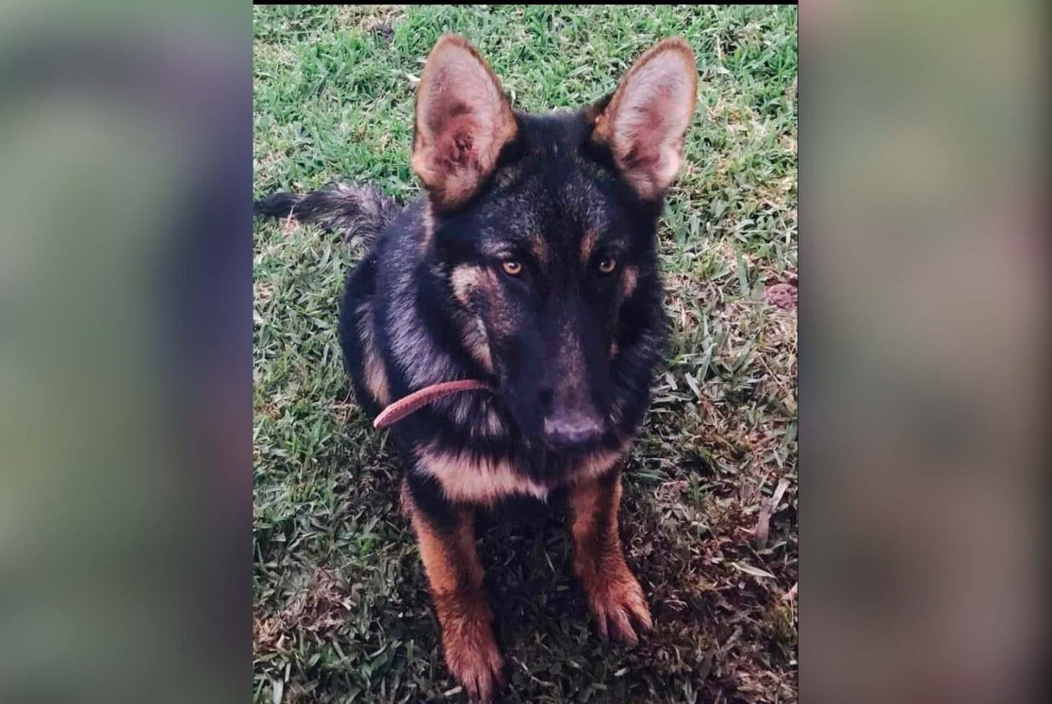 Guasave, maltrato animal, Sinaloa