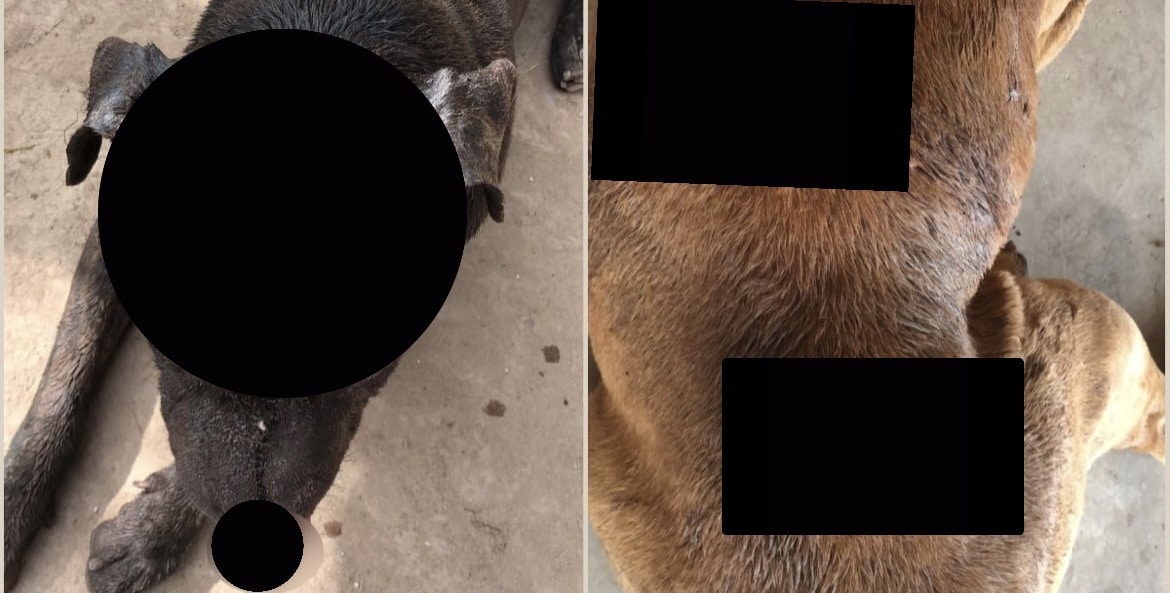 El Fuerte, maltrato animal, perros, Sinaloa