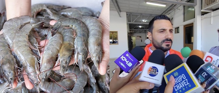 camaron, EEUU, Sinaloa