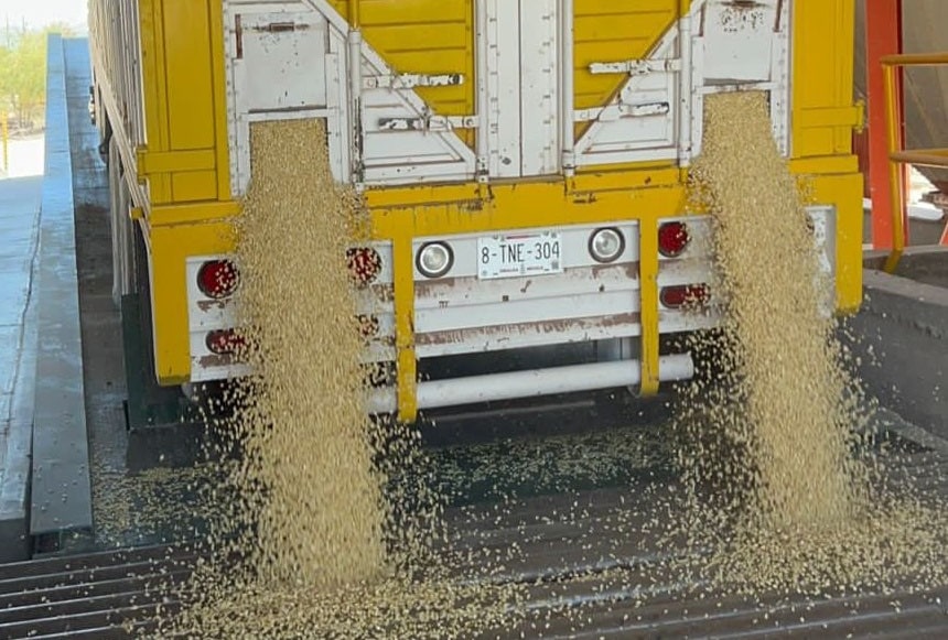 agricultura, Culiacán, Segalmex