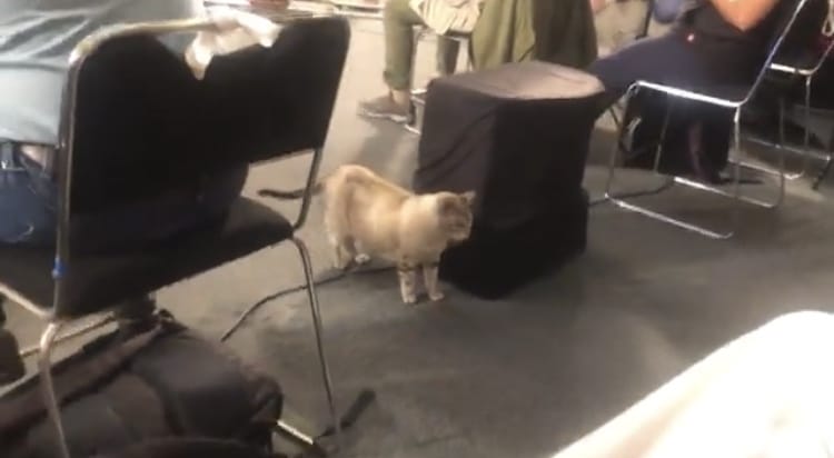 amlo, Conferencia mañanera, Gatito