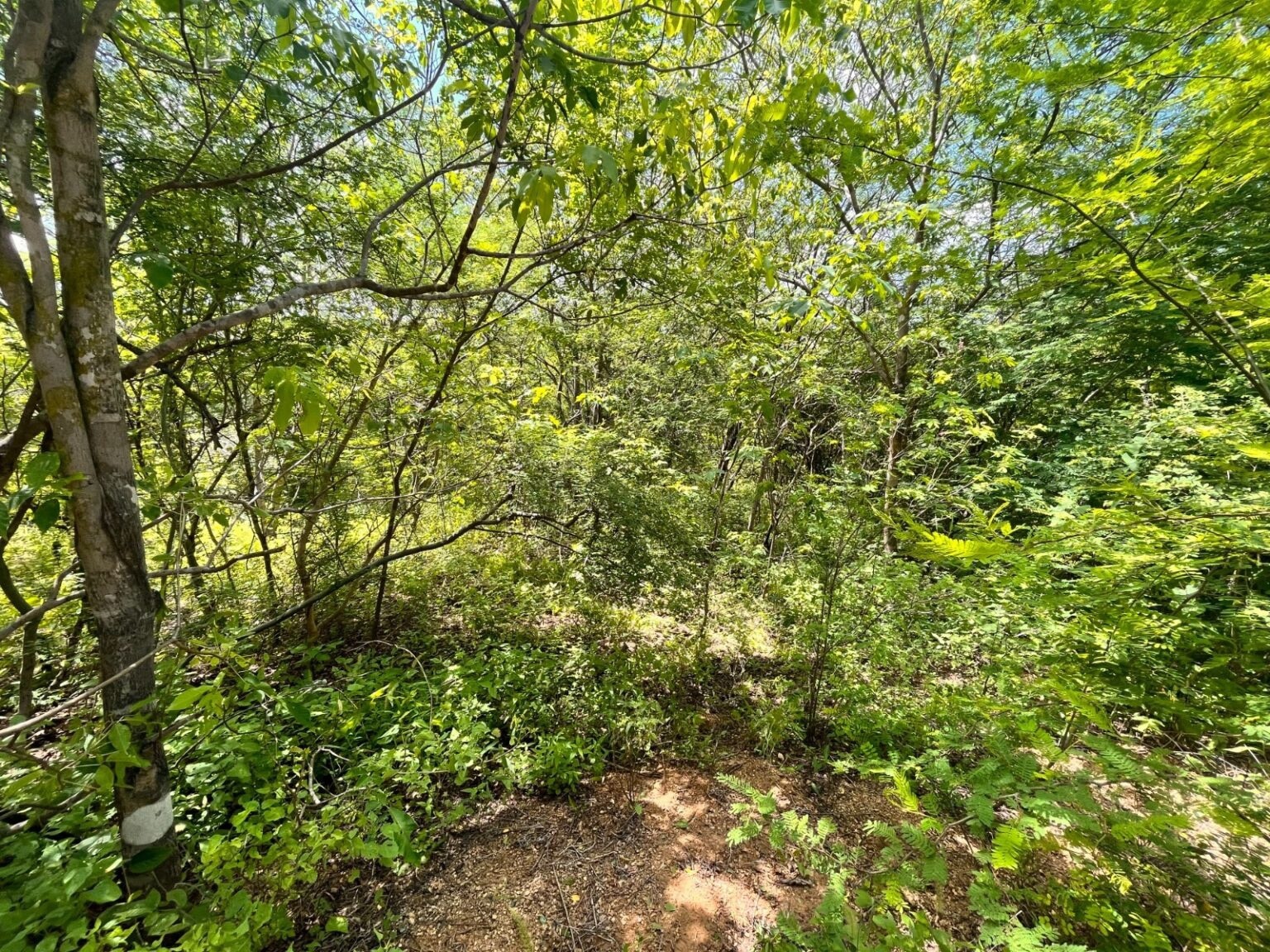 Culiacán, Hombre, Muere, picaduras de abeja