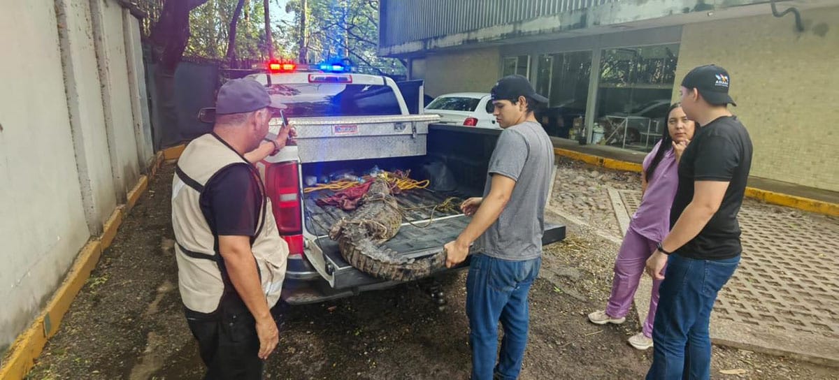 Calles, cocodrilo, Culiacán