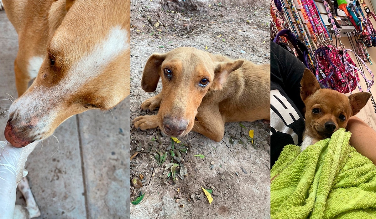 agroquímicos, intoxicados, Los Mochis, perros