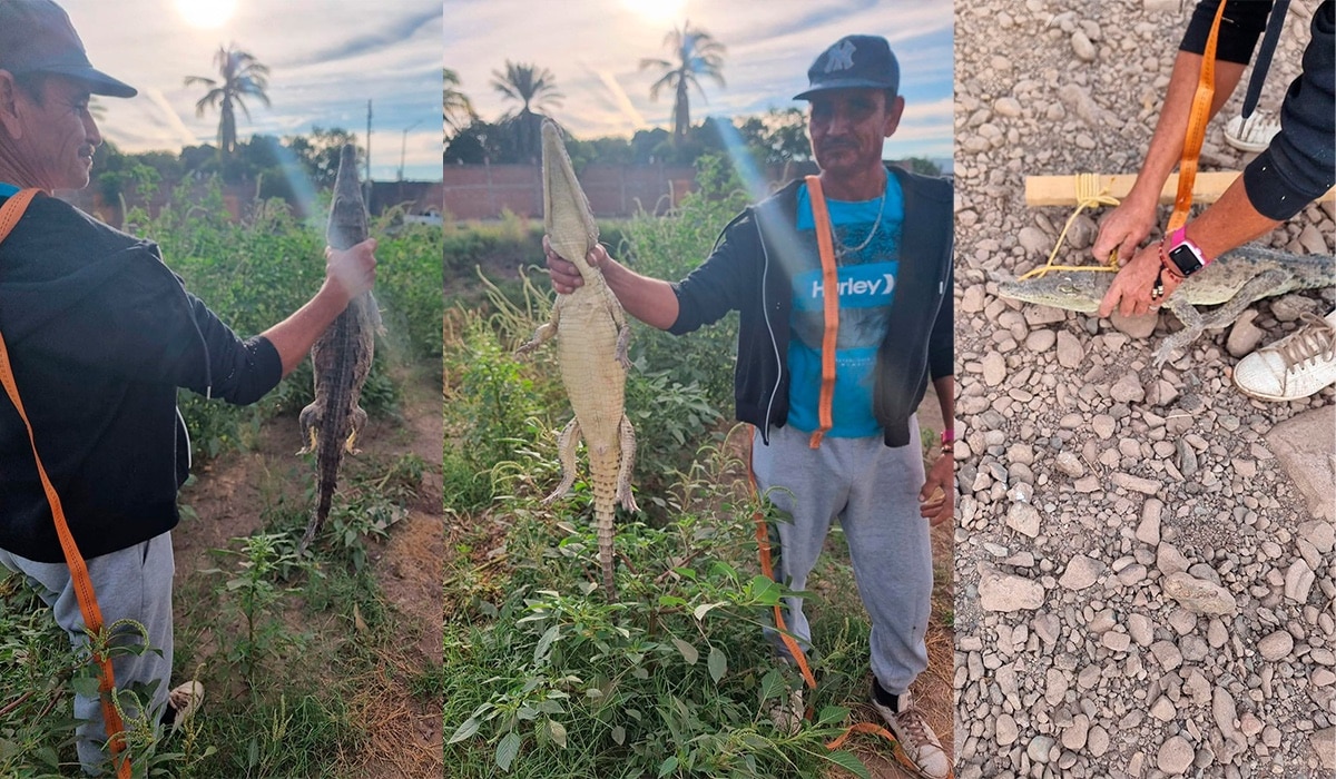 cocodrilo, Culiacán, precaución