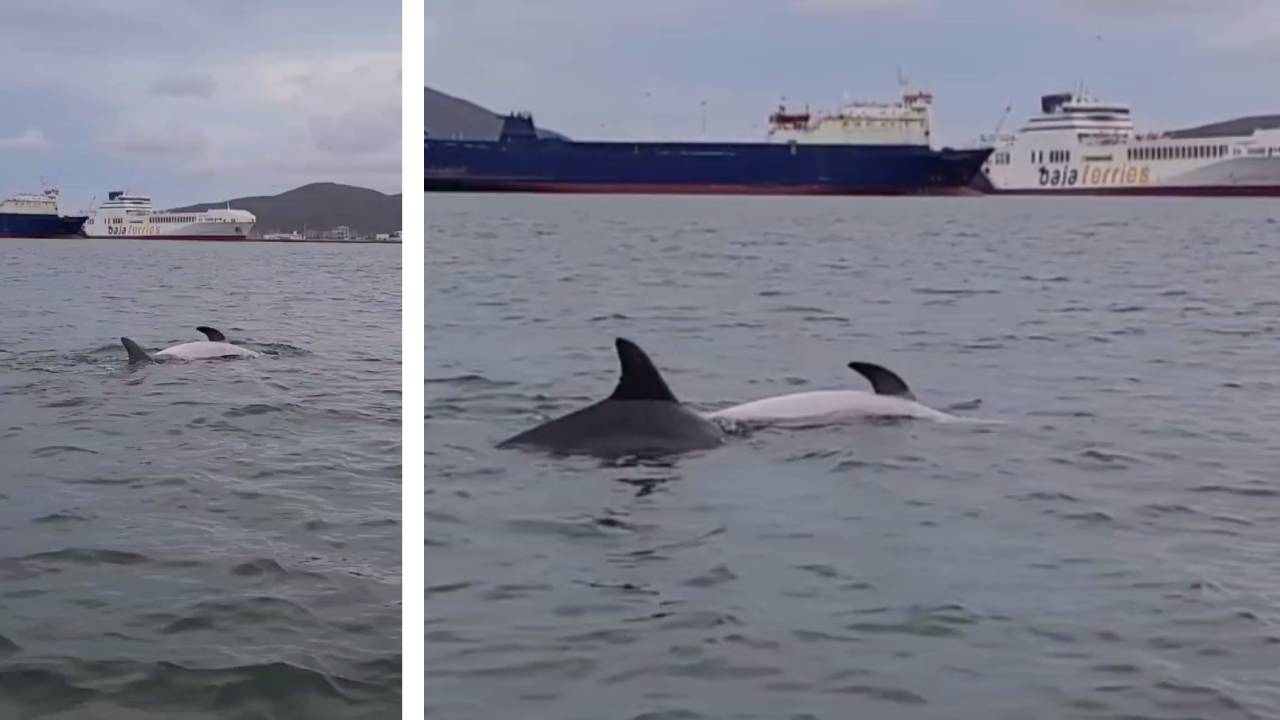 naturaleza, Sinaloa, Topolobampo