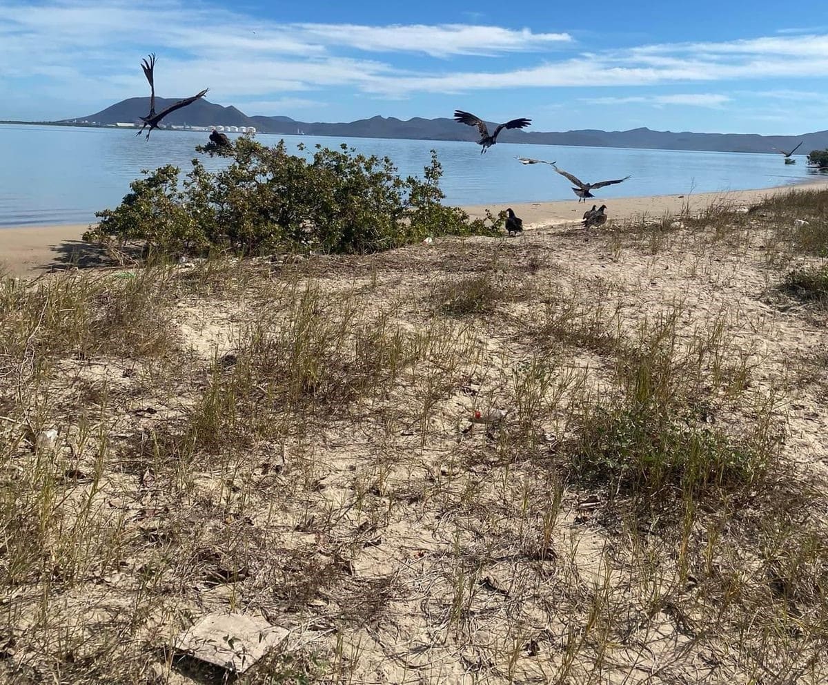 ahome, mavirir, perros