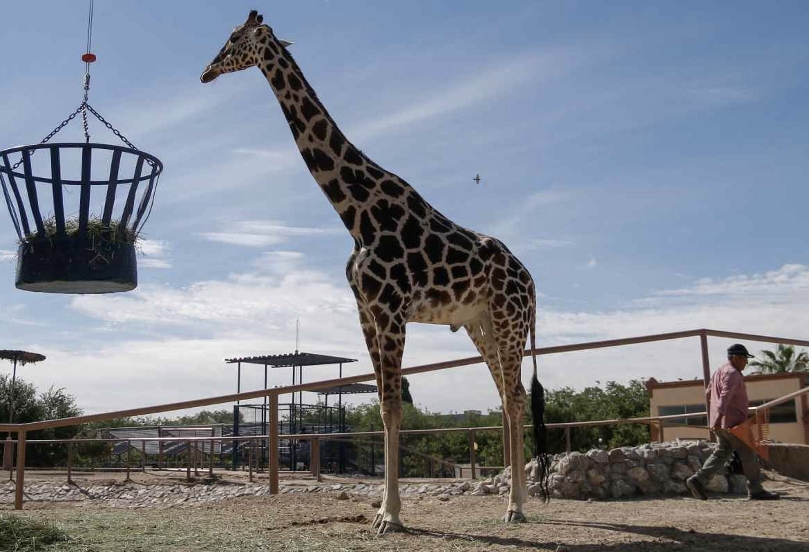 animales, jirafa, nacional