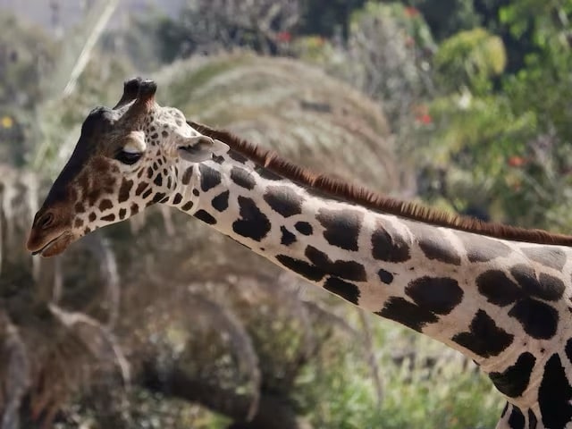 Benito Jirafa, México, rescate animal