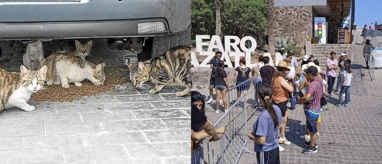 Faro, gatos, Mazatlán