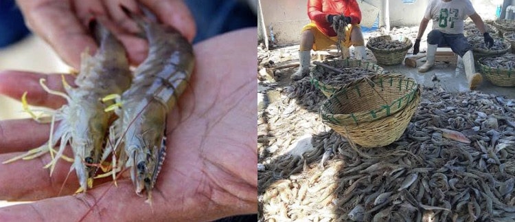 camaron, veda camaron