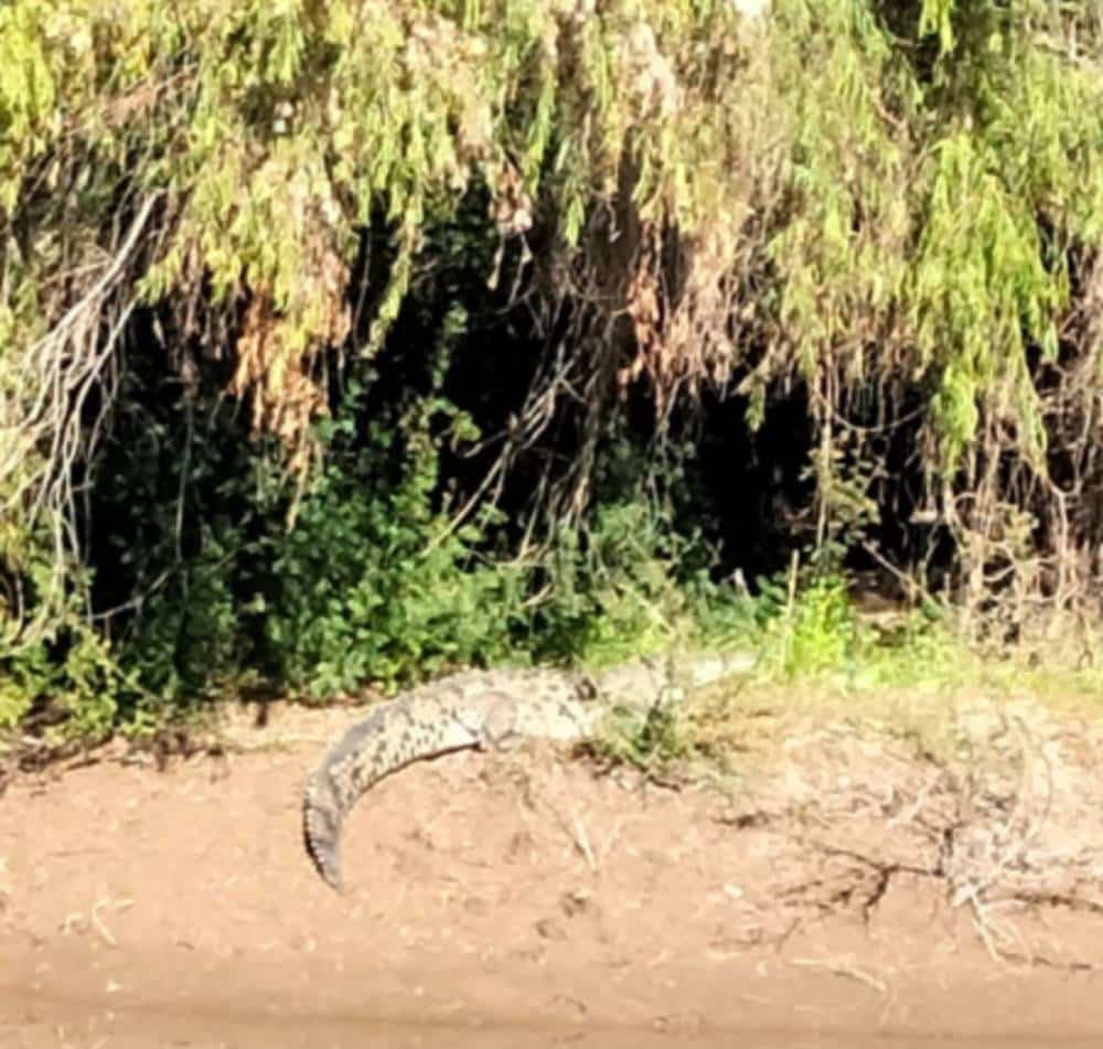 alerta, cocodrilos, Guasave