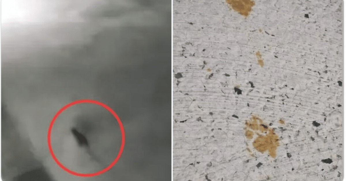 gato, Japón, radioactivos, residuos químicos