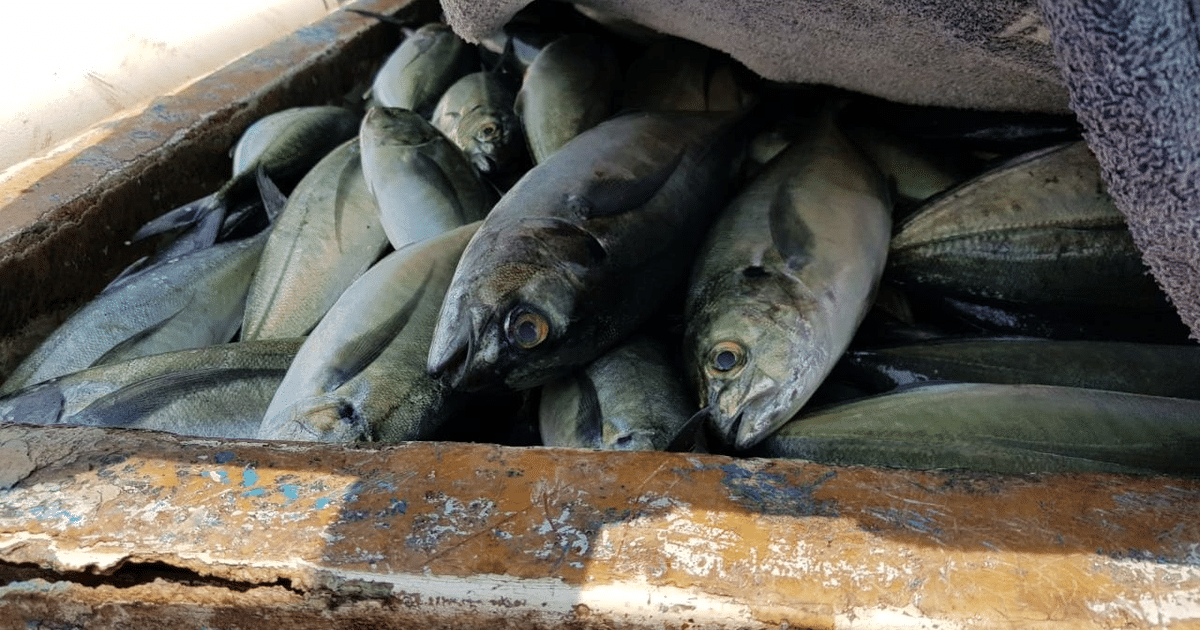 Angostura, Operativo, Pesca