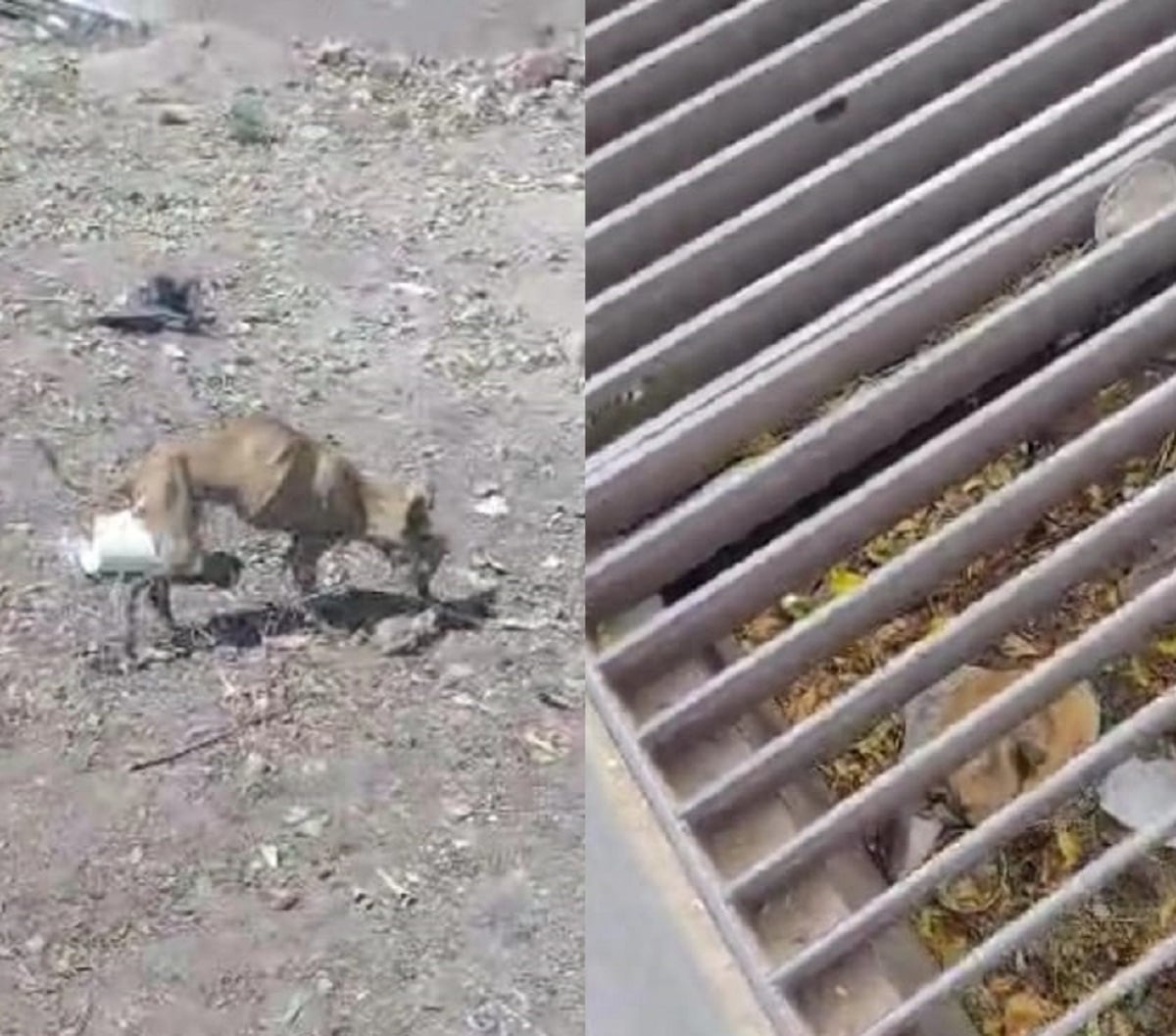 perro, policía, Rescate