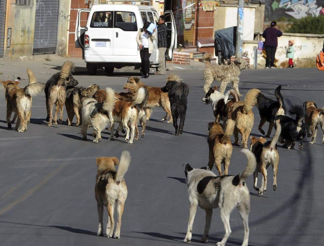 joven, Mazatlán, perros