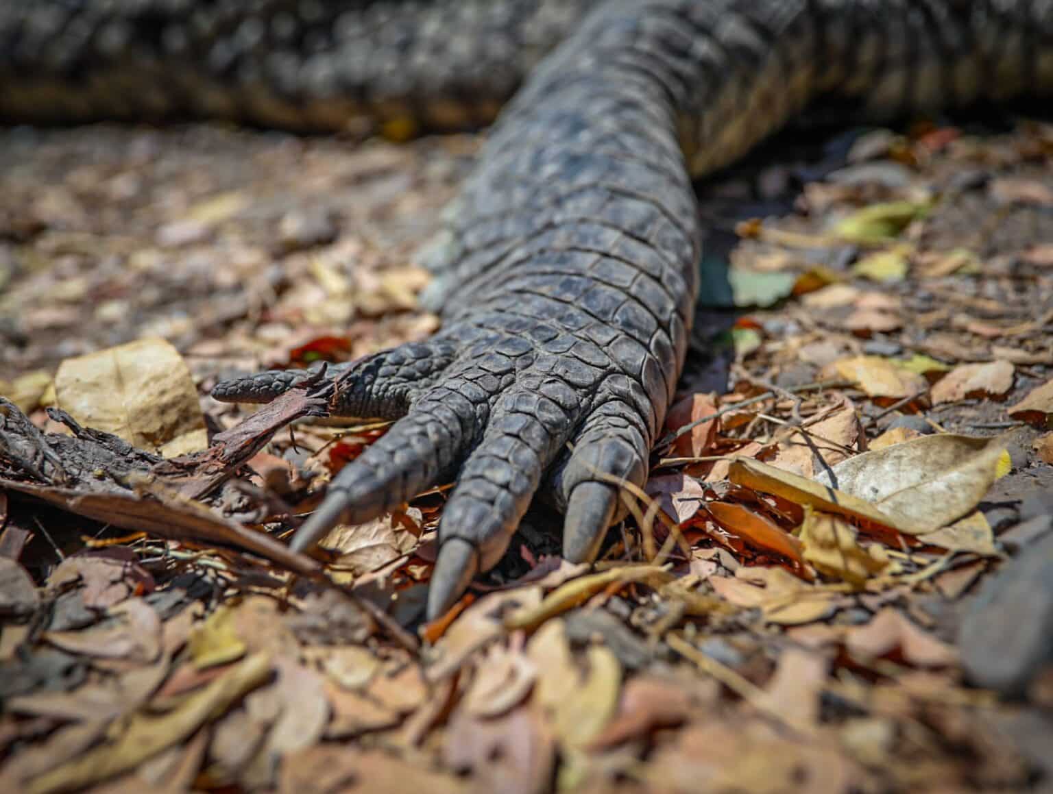 cocodrilo, Culiacán, mutilado