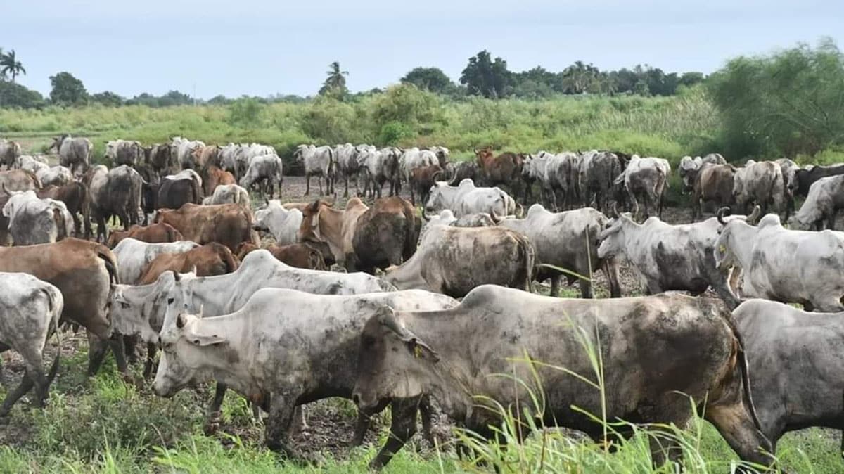 agua, ahome, alimentos, ganadería