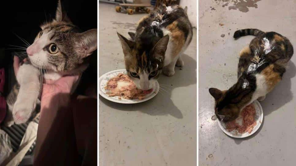 denuncia, maltrato animal, redes sociales