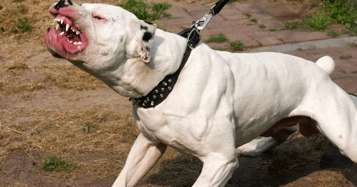 ataque, Hombre, Pitbull