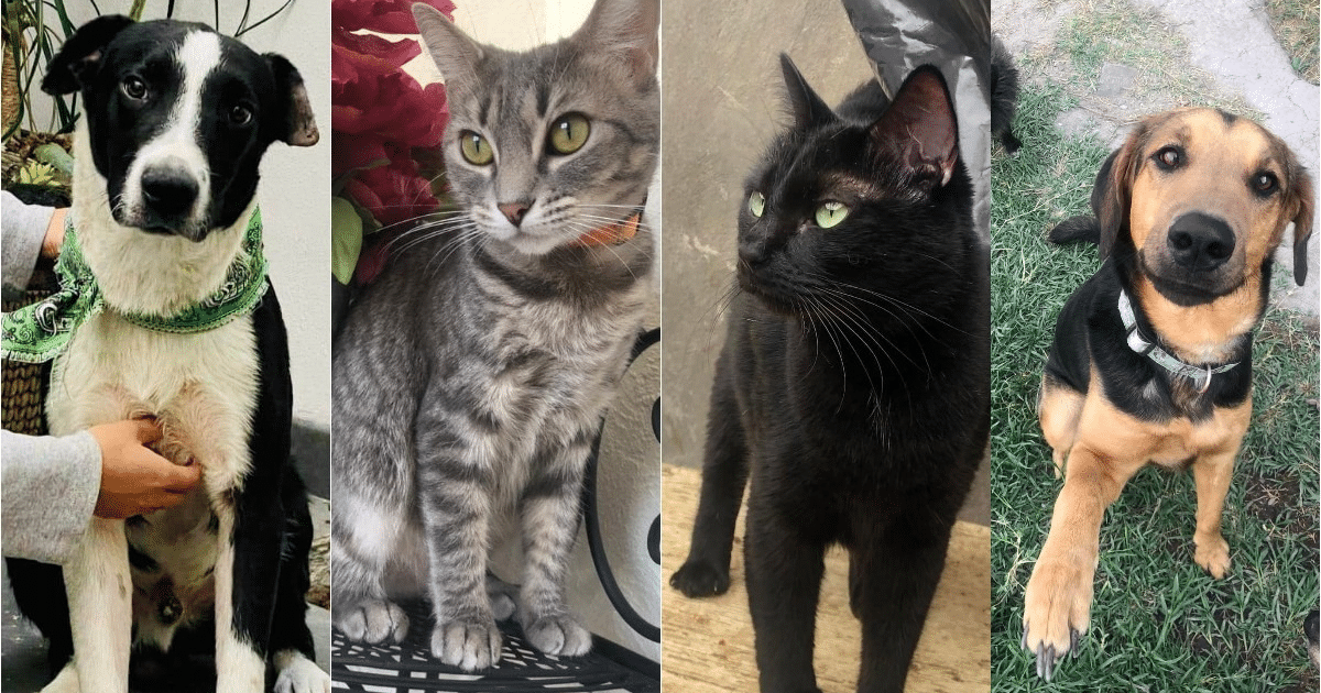 adopción, ahome, esterilizacion