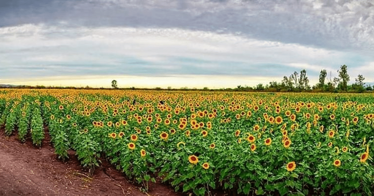 Girasoles, Mocorito Sinaloa, Turismo