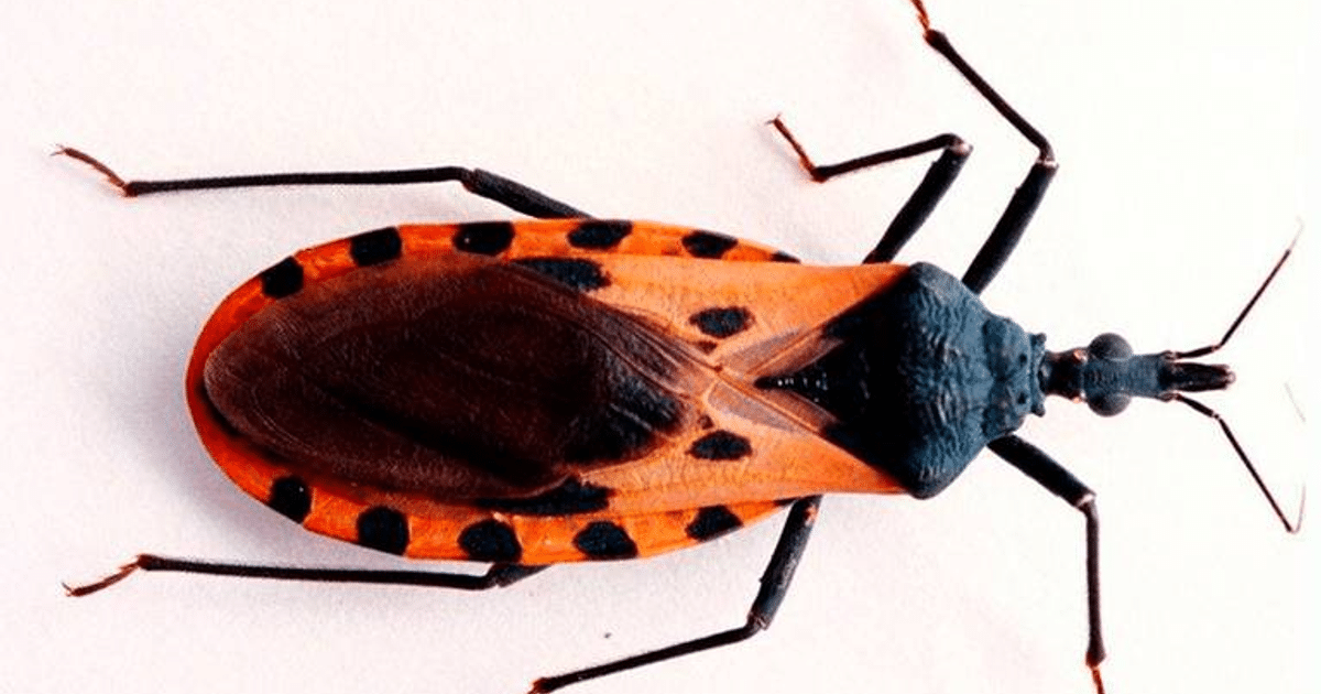 Nuevo León, Secretaria de Salud, temperaturas altas