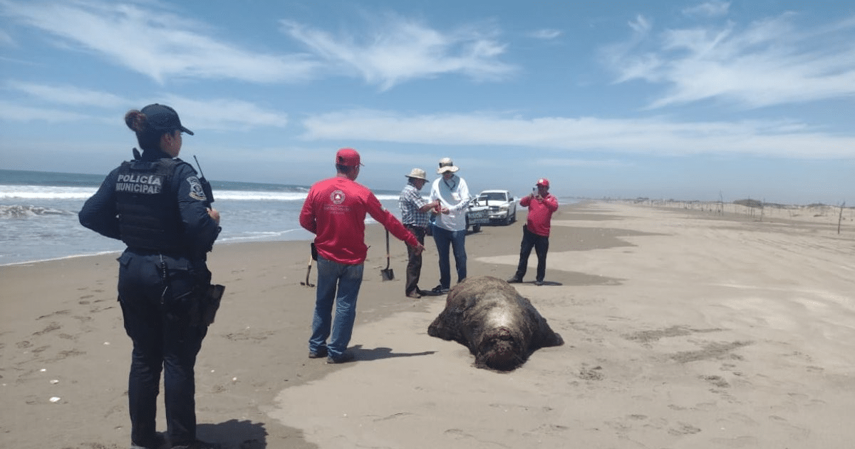 Guasave, lobos marinos, Muertos