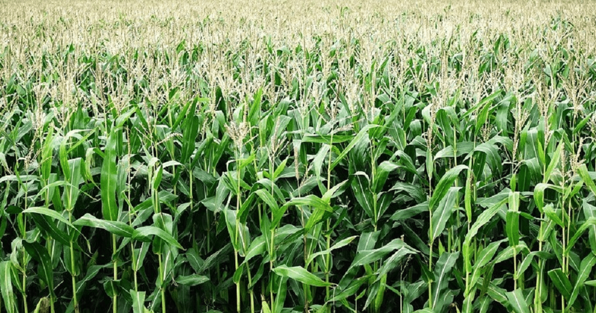 Guasave, Maiz, precio