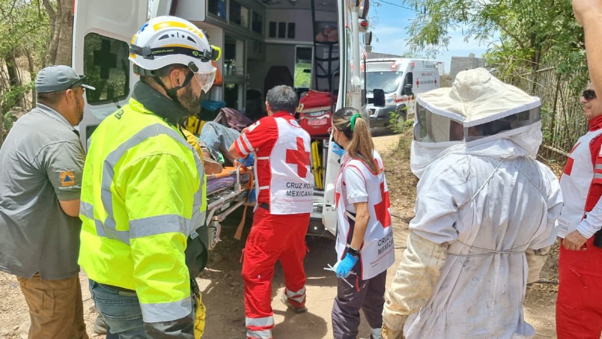adultos, ataque abejas, Culiacán
