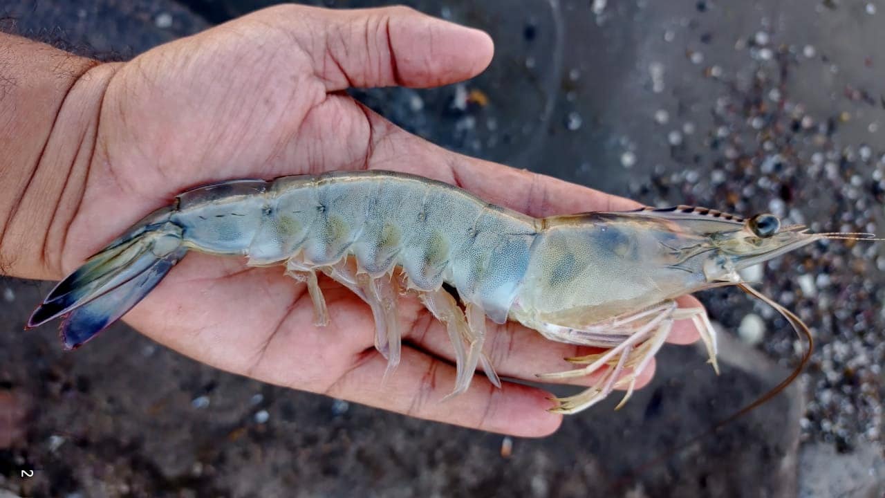 camaron, Los Mochis, Protesta
