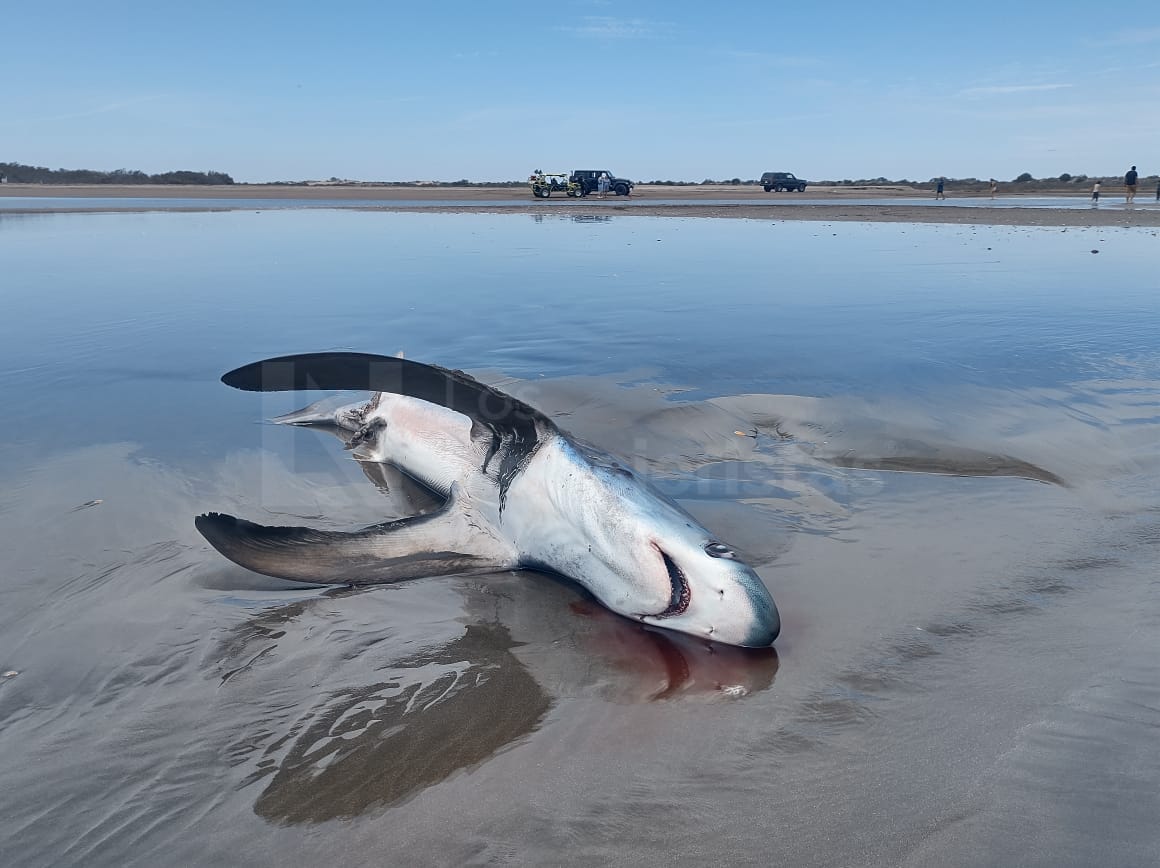 Guasave, Muerto, tiburón