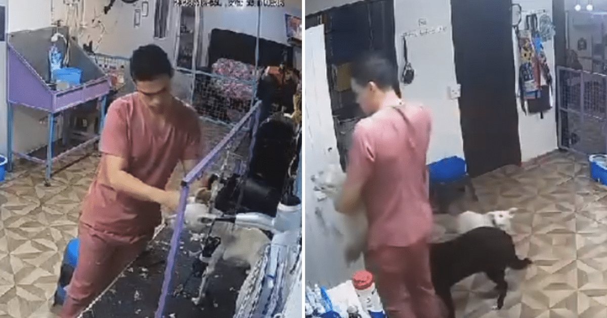 Nuevo León, Perrito, veterinaria