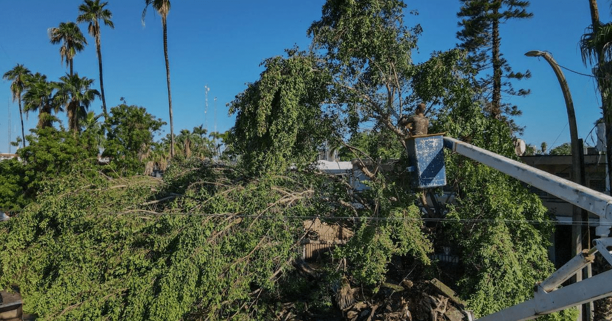 ahome, San Rafael, taladearbol