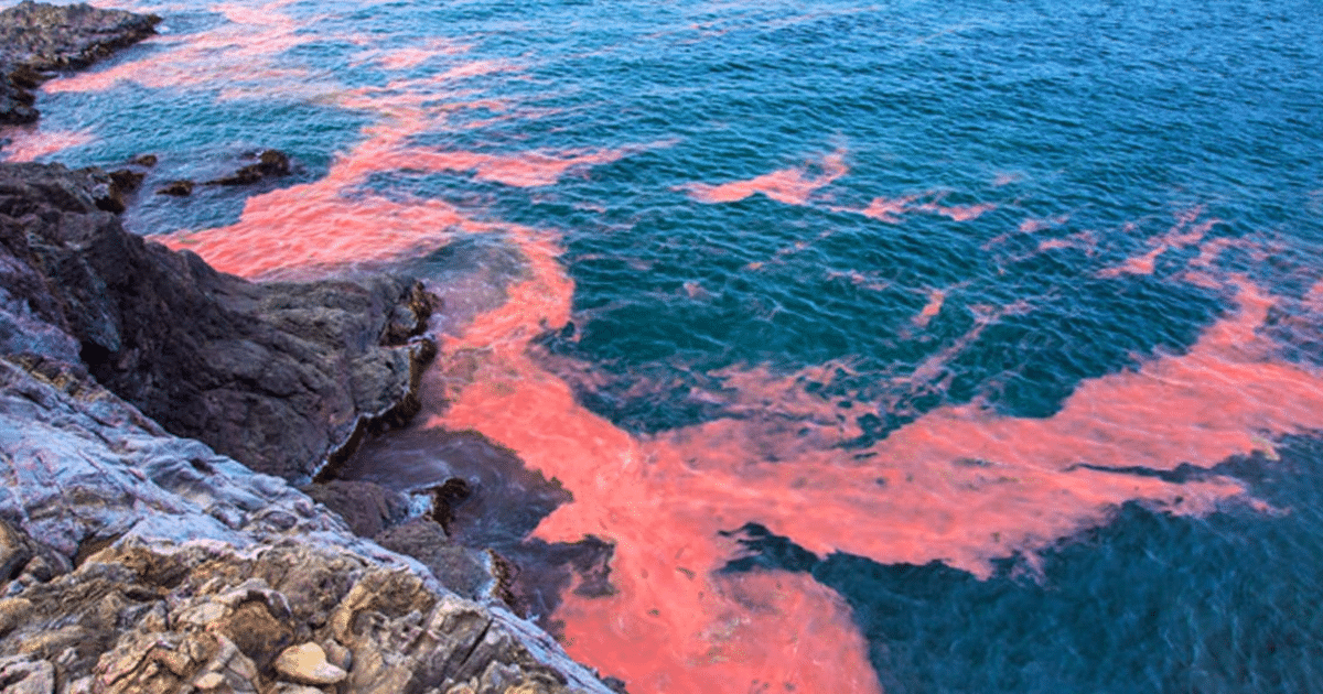 alerta, colima, mariscos