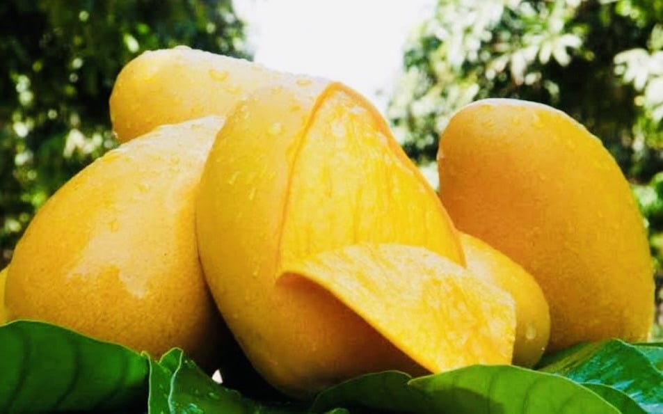 mango, Sinaloa, temporada de mango