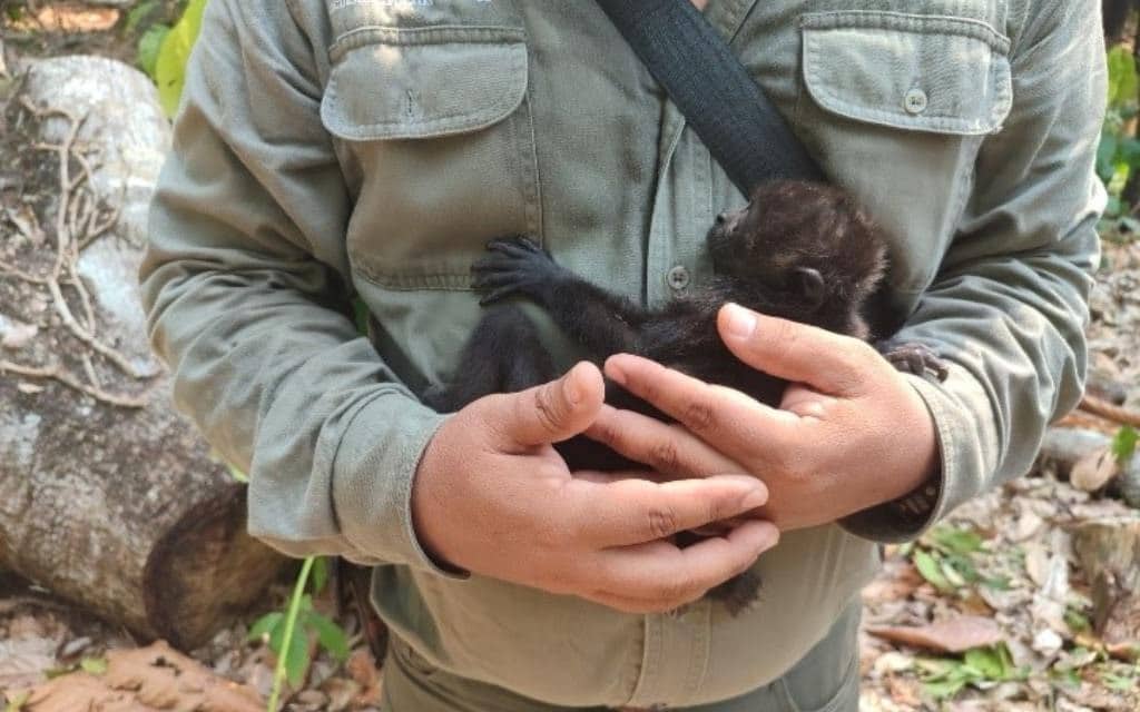 calor, fauna, México, monos aulladores