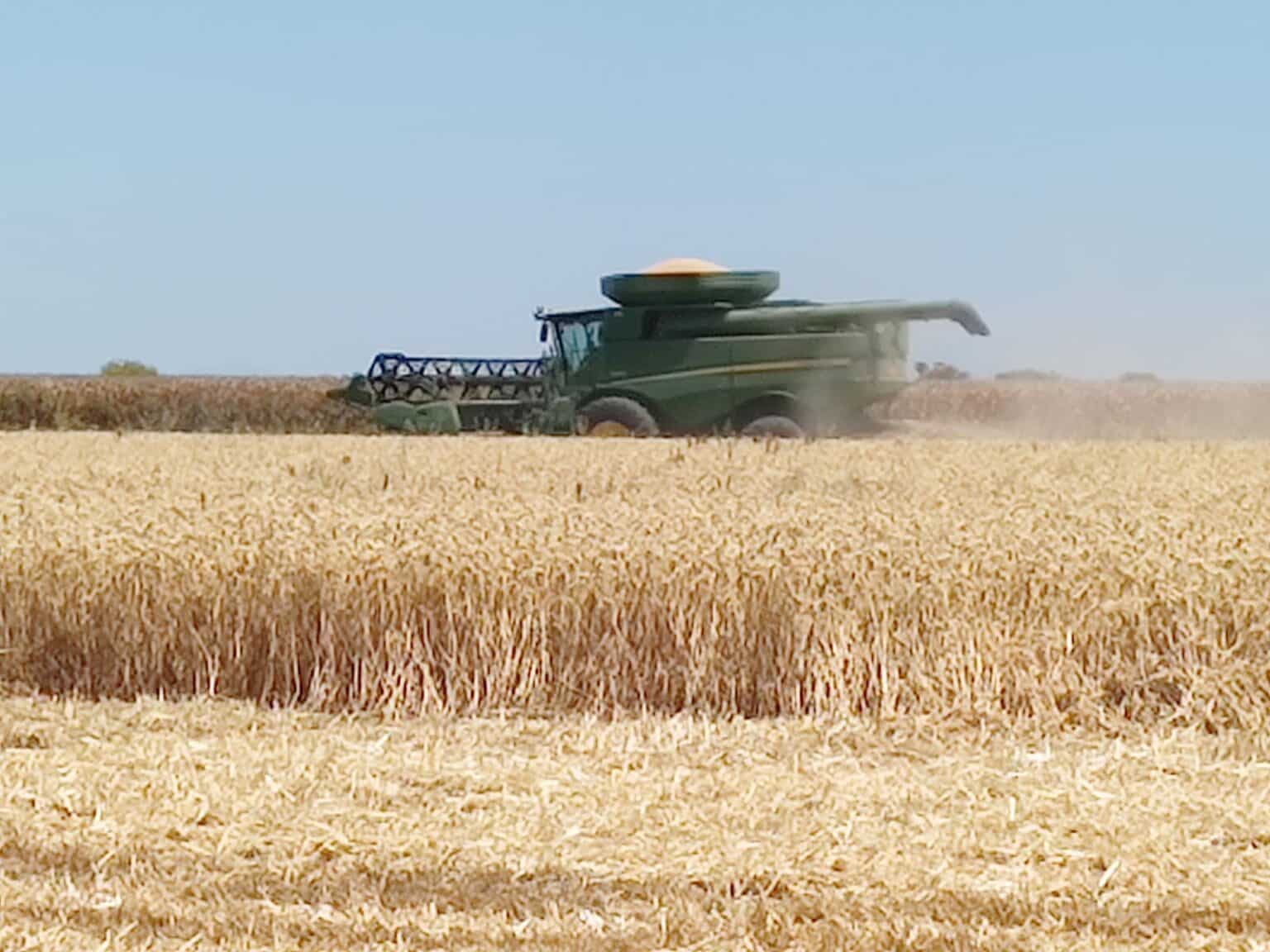 productores agrícolas, Trigo, Valle del Carrizo