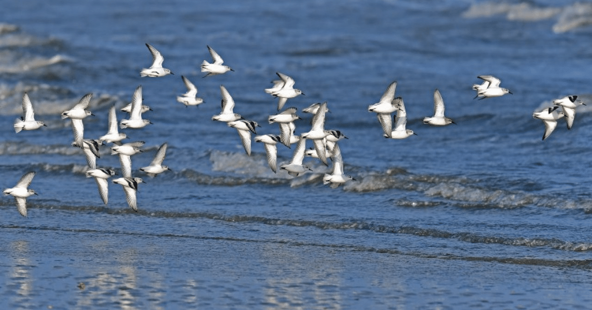 Culiacán, rescate especies, sequia