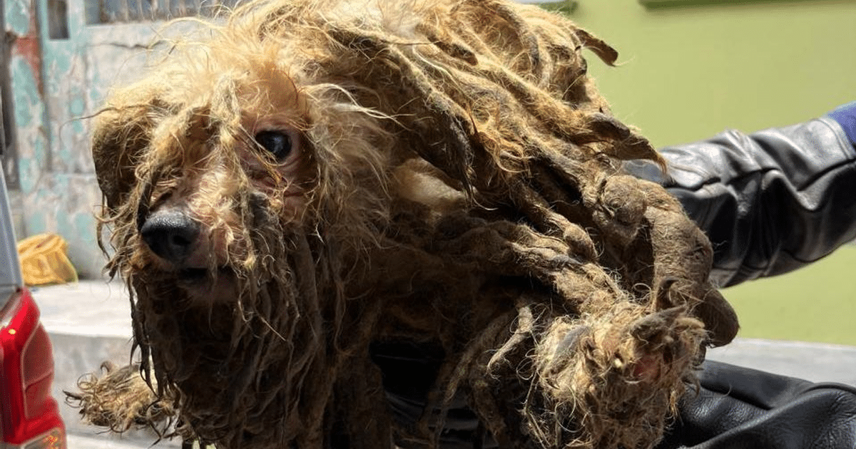 adopción, Mazatlán, rescate animal