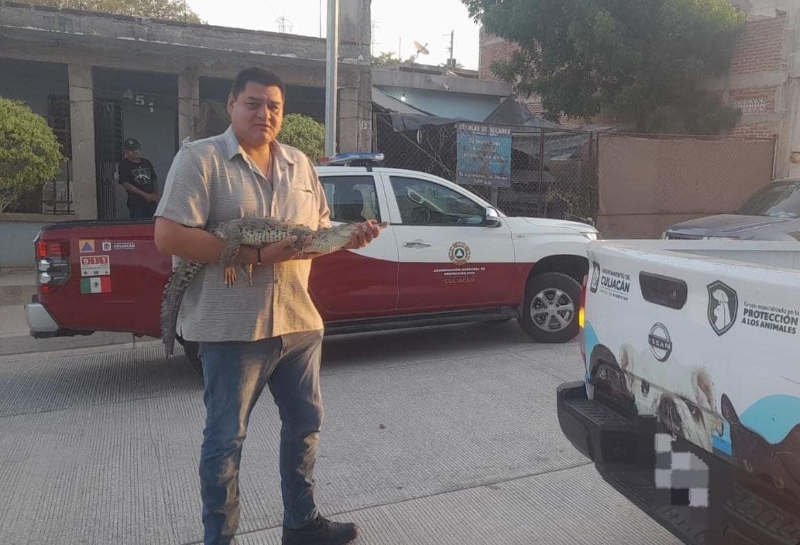 cocodrilo, Culiacán, protección civil