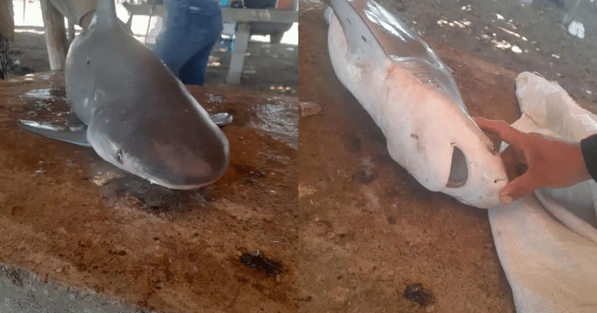 accidente Culiacán, balneario Guadalupana, fauna marina, seguridad en playas, tiburón toro