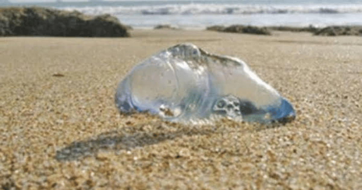 . playas, Casa seguridad, picaduras, salvavidas, turistas